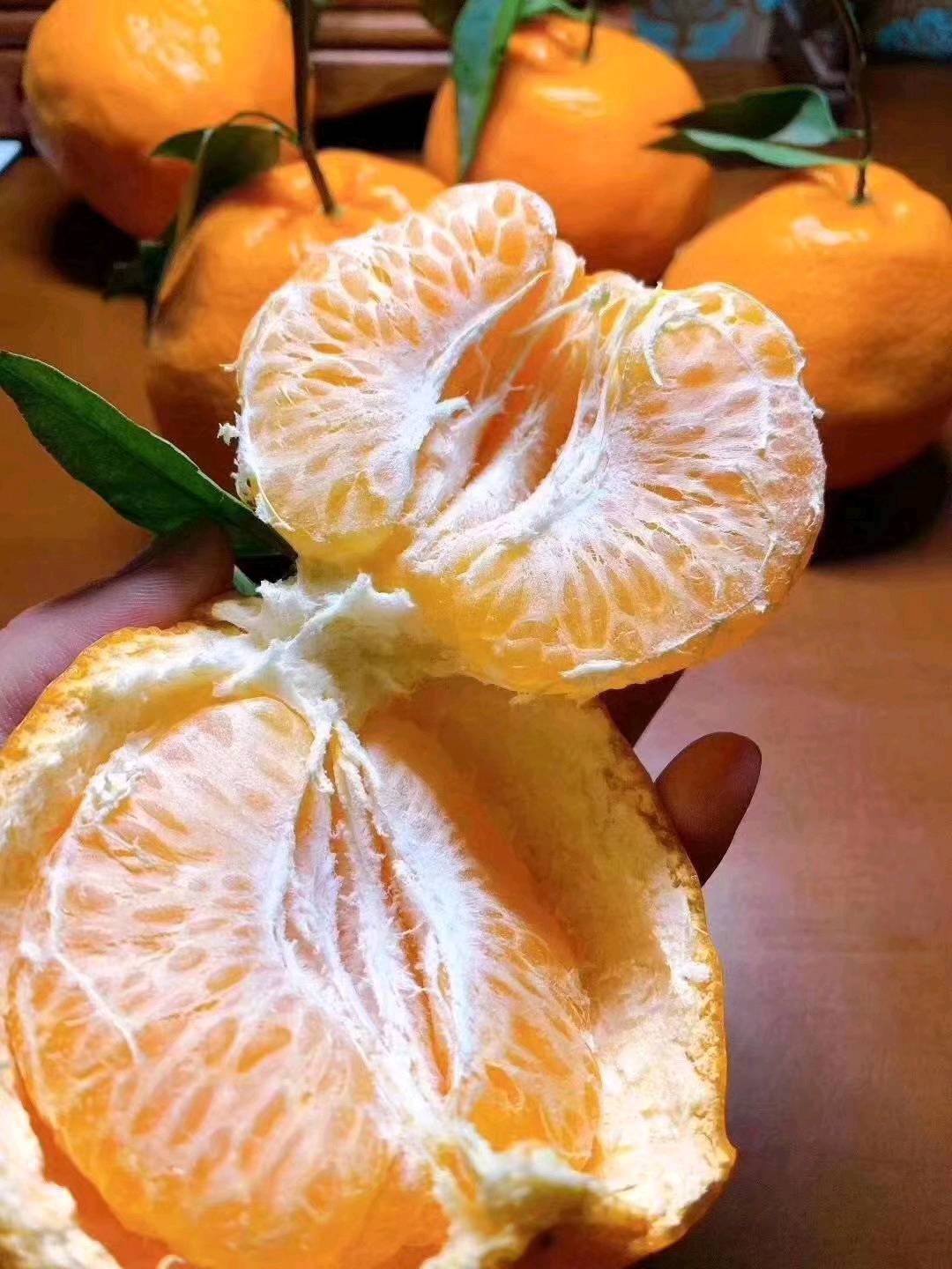 精品碰柑70-80的橘子，30万斤15083818111