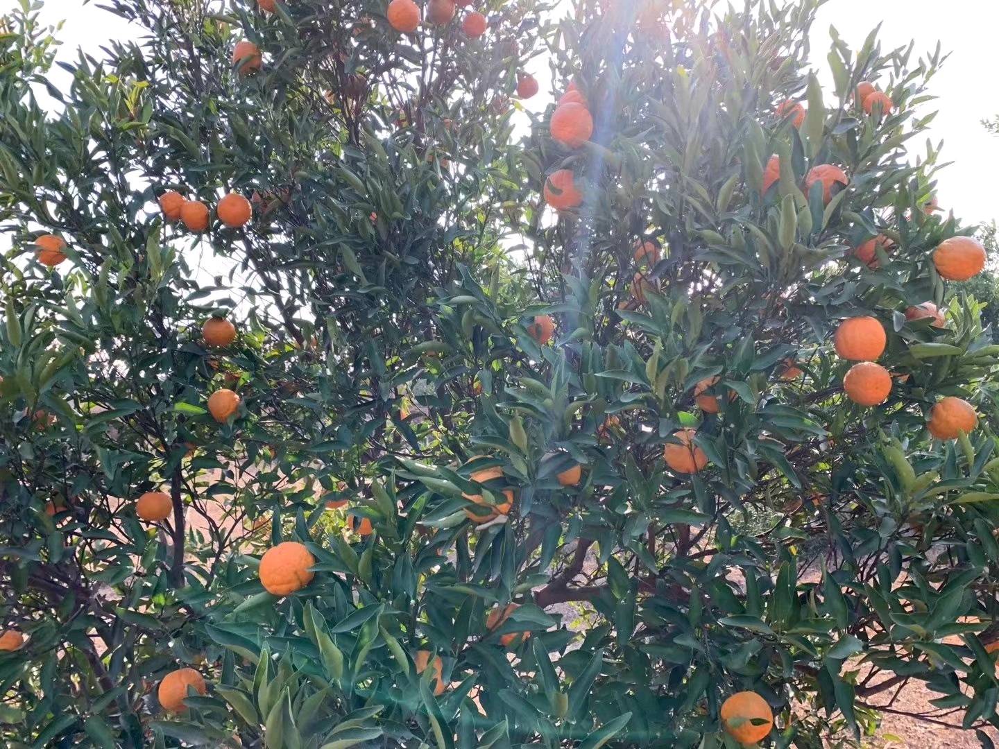 精品碰柑70-80的橘子，30万斤15083818111