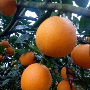 纽荷尔高山脐橙，二十年原产基地，现有总量约百万斤，欢迎来...