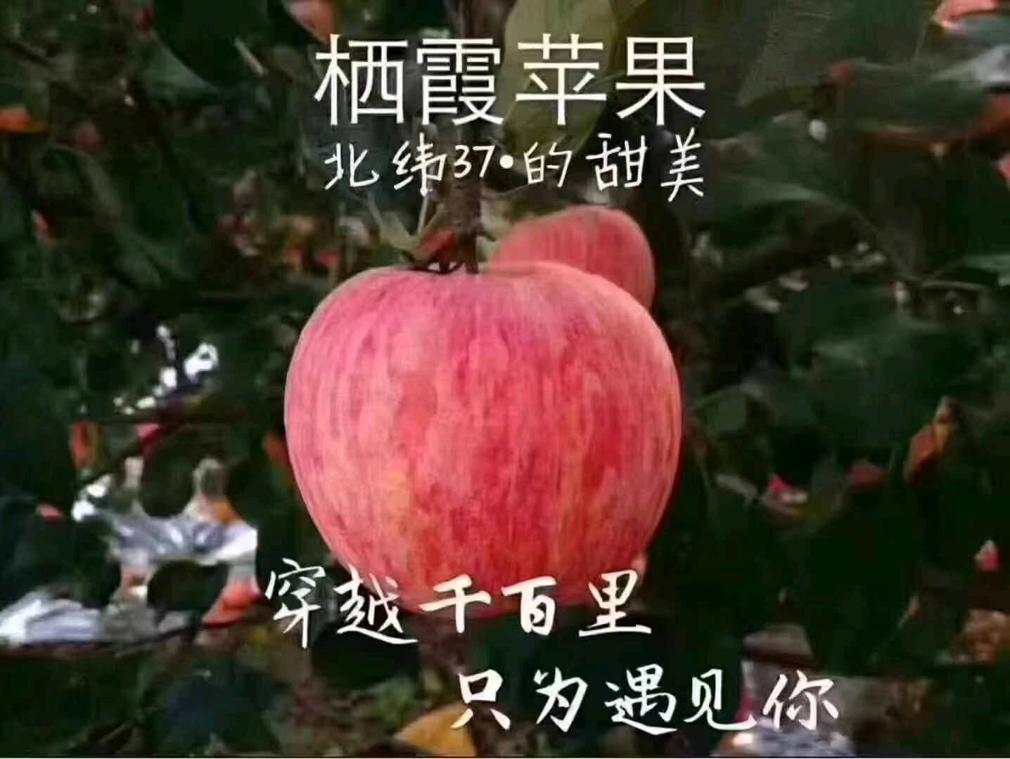 正宗烟台红富士苹果，产地:栖霞 手中有大量红富士苹果 有...