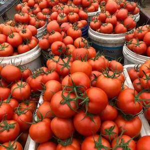 13173448088西红柿大量上市需要的老板联系我价格优惠一手货源全国发货