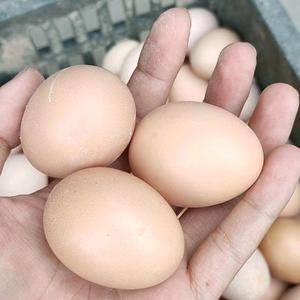 新鲜草鸡蛋 农家土鸡蛋 阳鸡蛋 超市电商平台批发 苏州