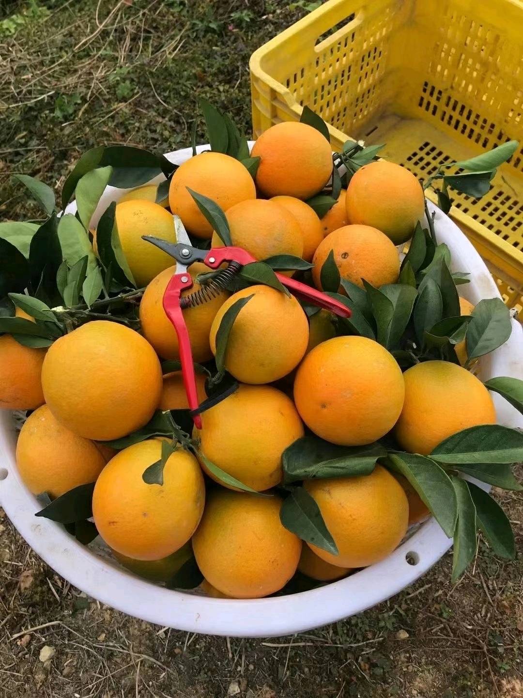 赣南脐橙自己果园种植18588410390微信同步
