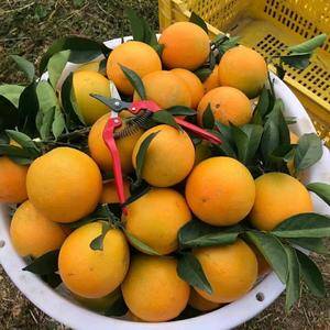 赣南脐橙自己果园种植18588410390微信同步
