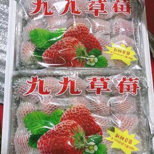 辽宁丹东东港九九红颜草莓迎来草莓季！基地一件代发
今年主营：
烘焙草莓（防摔盒，巧克力盒）
3斤装真空包装（可代工）
3斤装双层网套版（适用于，生鲜超市