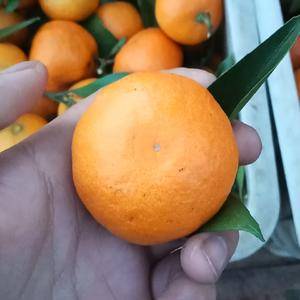 大量供应蜜橘，正宗纽荷尔脐橙，价格0.3--1.6，联系...