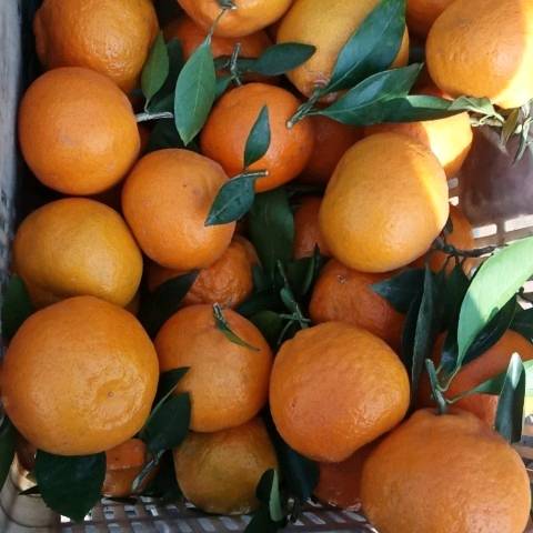大量供应蜜橘，正宗纽荷尔脐橙，价格0.3--1.6，联系电话15697204510微信同号