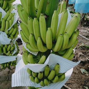 号外号外：香蕉基地直供，无中介费，品质保证！