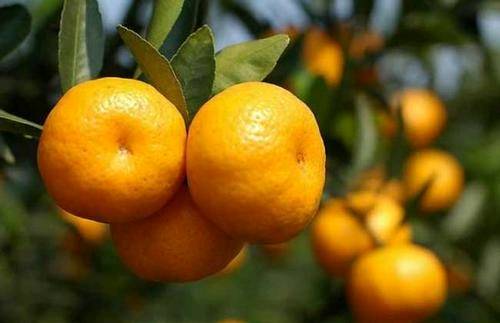 几百吨又甜又大的蜜橘急需销售，有需要的朋友可以关注...