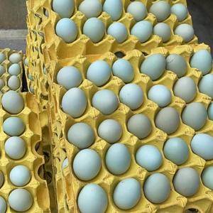 常年出售精品绿壳蛋，土鸡蛋，玉米黄土鸡蛋。