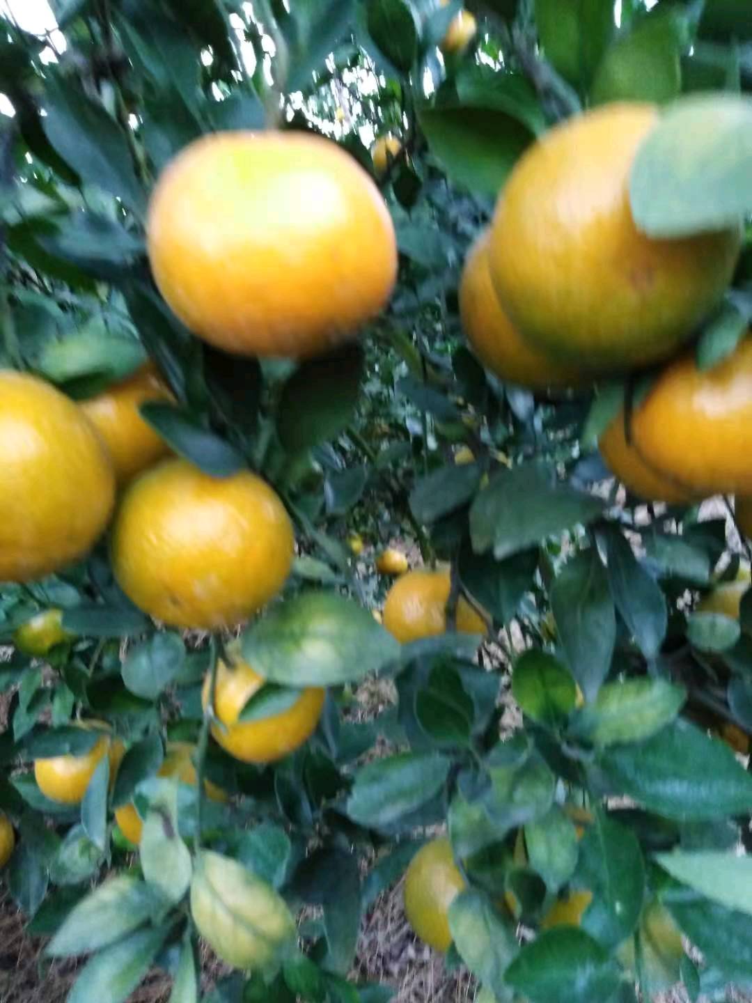 自家果园今年又丰收了  现有大量皇帝柑成熟   欢...