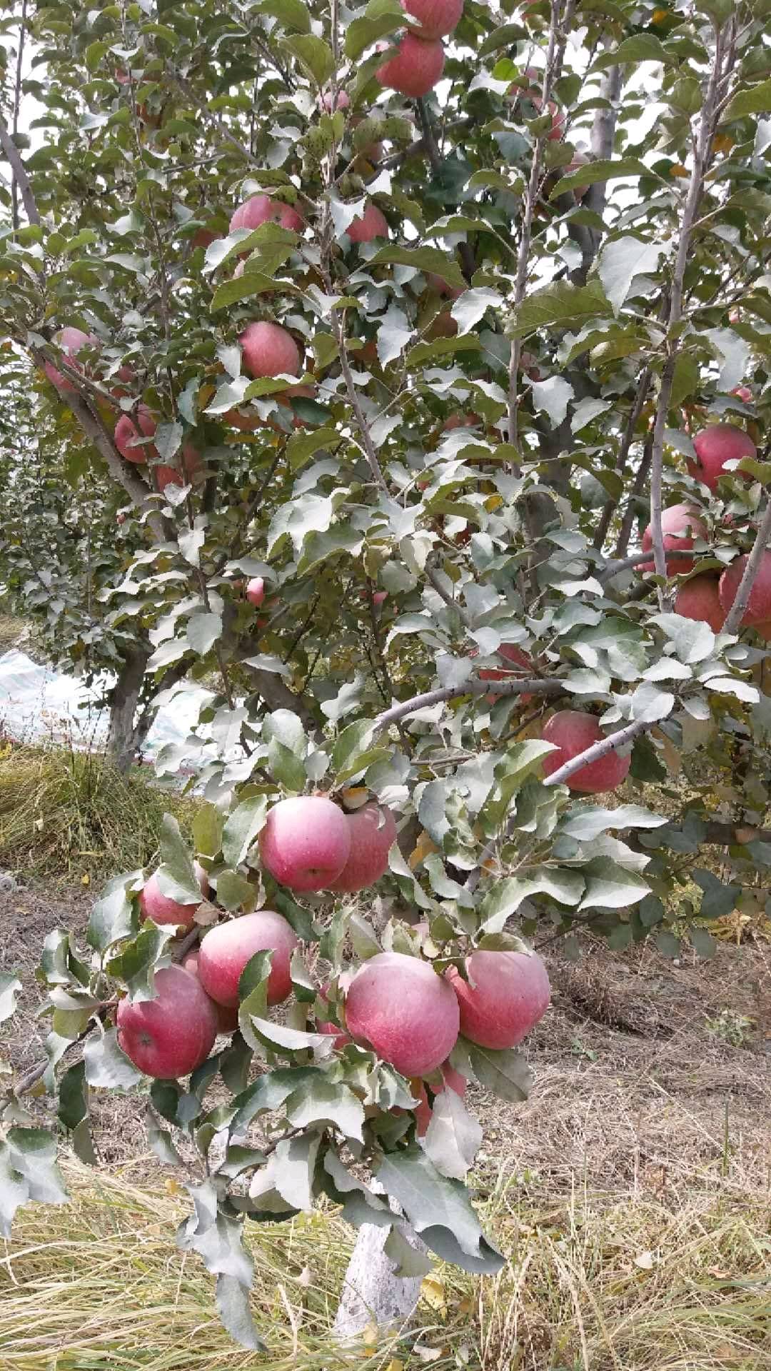 新疆阿克苏优质红富士冰糖心苹果，全部一级果，自家果园，施...
