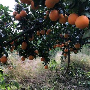 大量橙子出售，可直接果园果树摘剪