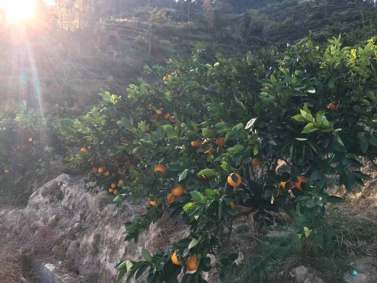 大量橙子出售，可直接果园果树摘剪