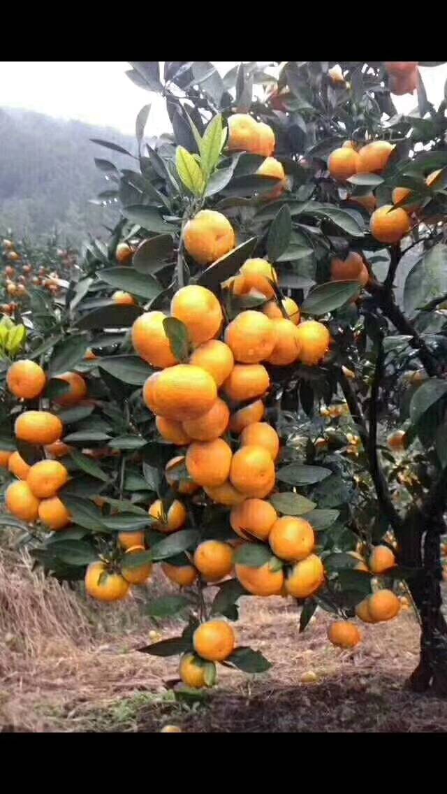 供应低中高档涌泉蜜橘，价格优惠！