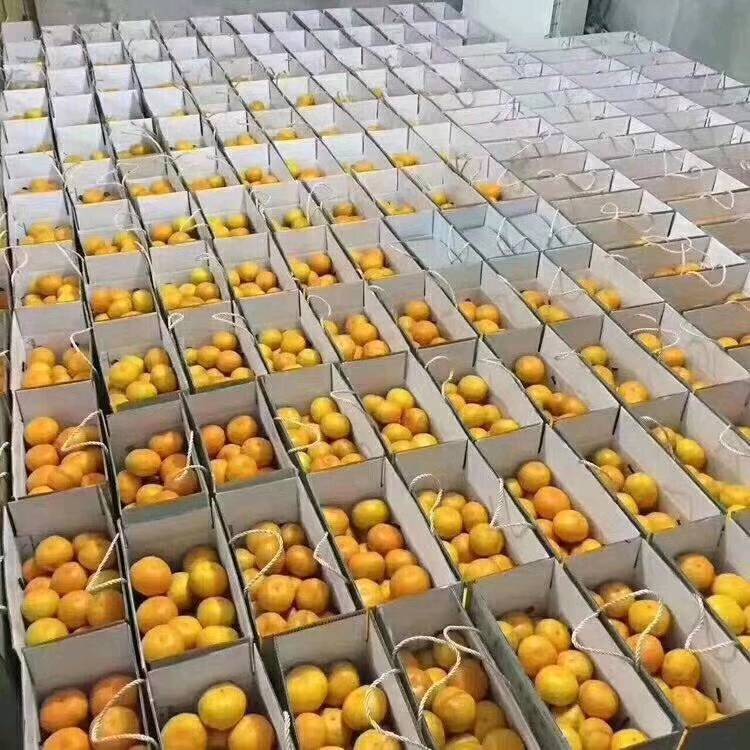 供应低中高档涌泉蜜橘，价格优惠！
