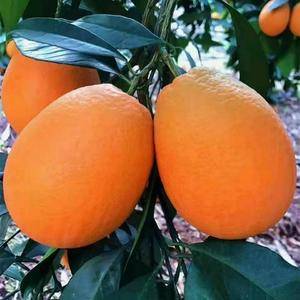 秭归脐橙，自家种植，有需要联系13618687781