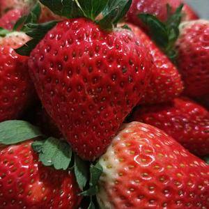 长丰红颜奶油草莓，长丰草莓种植基地直发。精选大果，每天新...