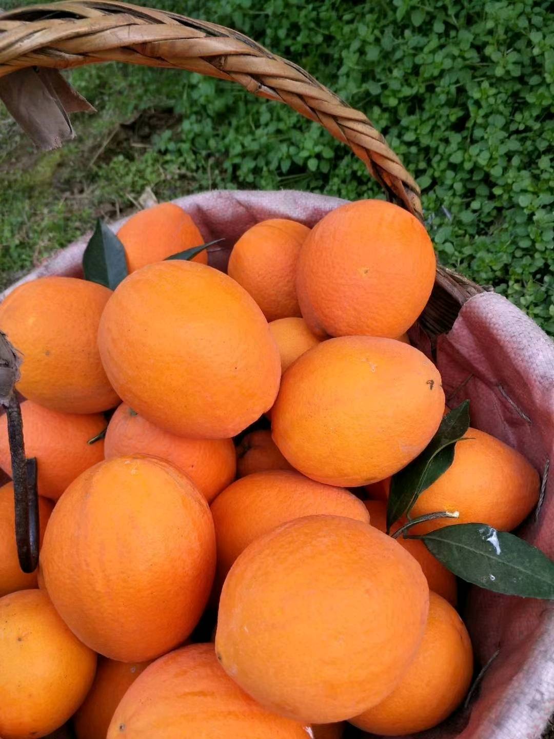 秭归脐橙品种”春有伦晚脐橙、夏有夏橙、秋有早红、冬有纽荷尔和长虹脐橙”是全国唯一全年有鲜橙供应的柑橘产区，引领全国。宜昌市夷陵华兴永富柑桔批发商行|拥有专业管理