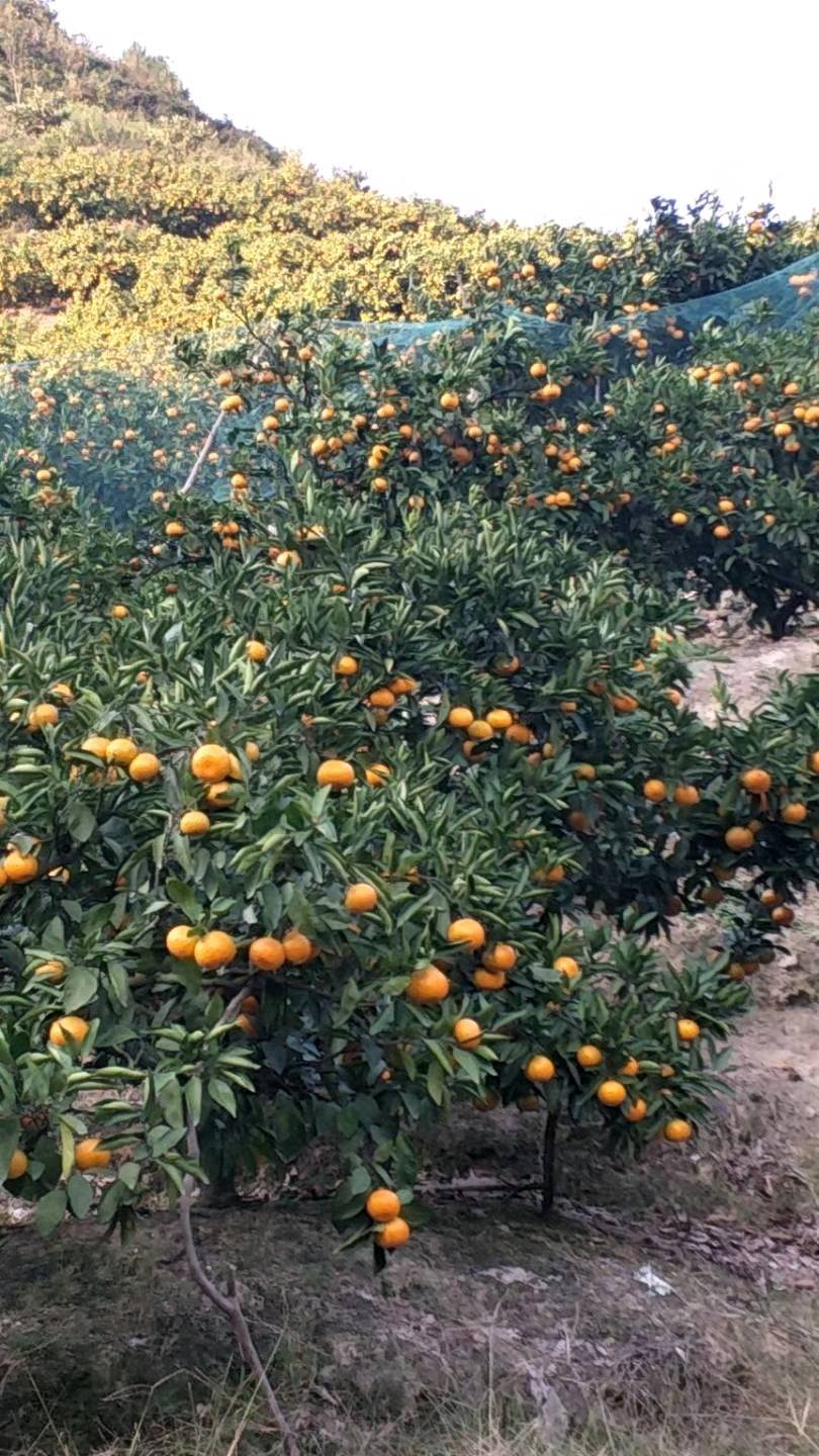 大量供应优质正宗涌泉蜜橘橘树苗，有兴趣种橘子的农户...
