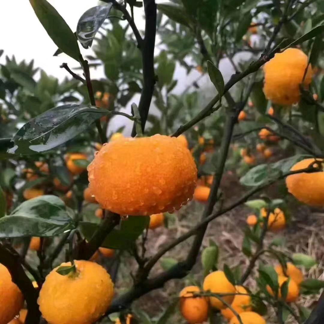 大量供应优质正宗涌泉蜜橘橘树苗，有兴趣种橘子的农户联系我18018399529