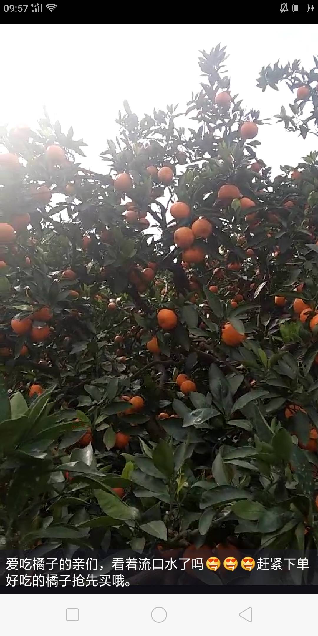 大量供应优质正宗涌泉蜜橘橘树苗，有兴趣种橘子的农户...