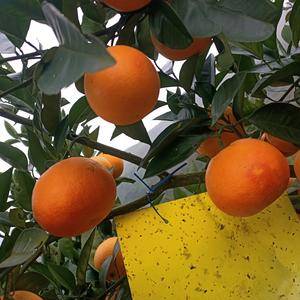 （预售）自家果园塔罗科血橙和沃柑，电话微信同号:1360...