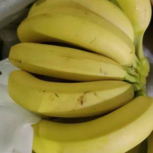 香蕉 越南 老挝 马来西亚 产地