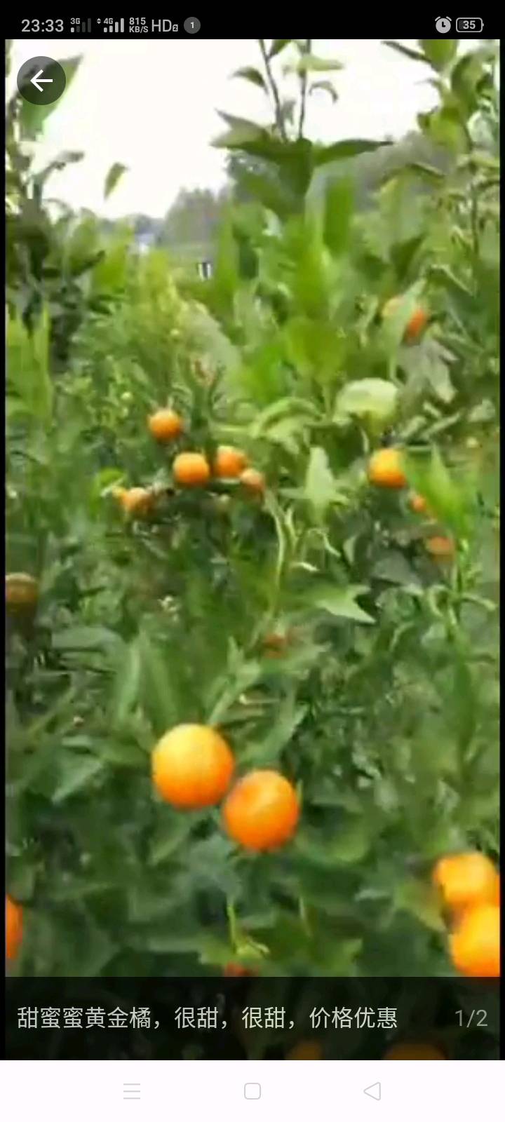场地：安徽芜湖
100亩橘子树/9000棵树
目前有5000/8000斤橘子