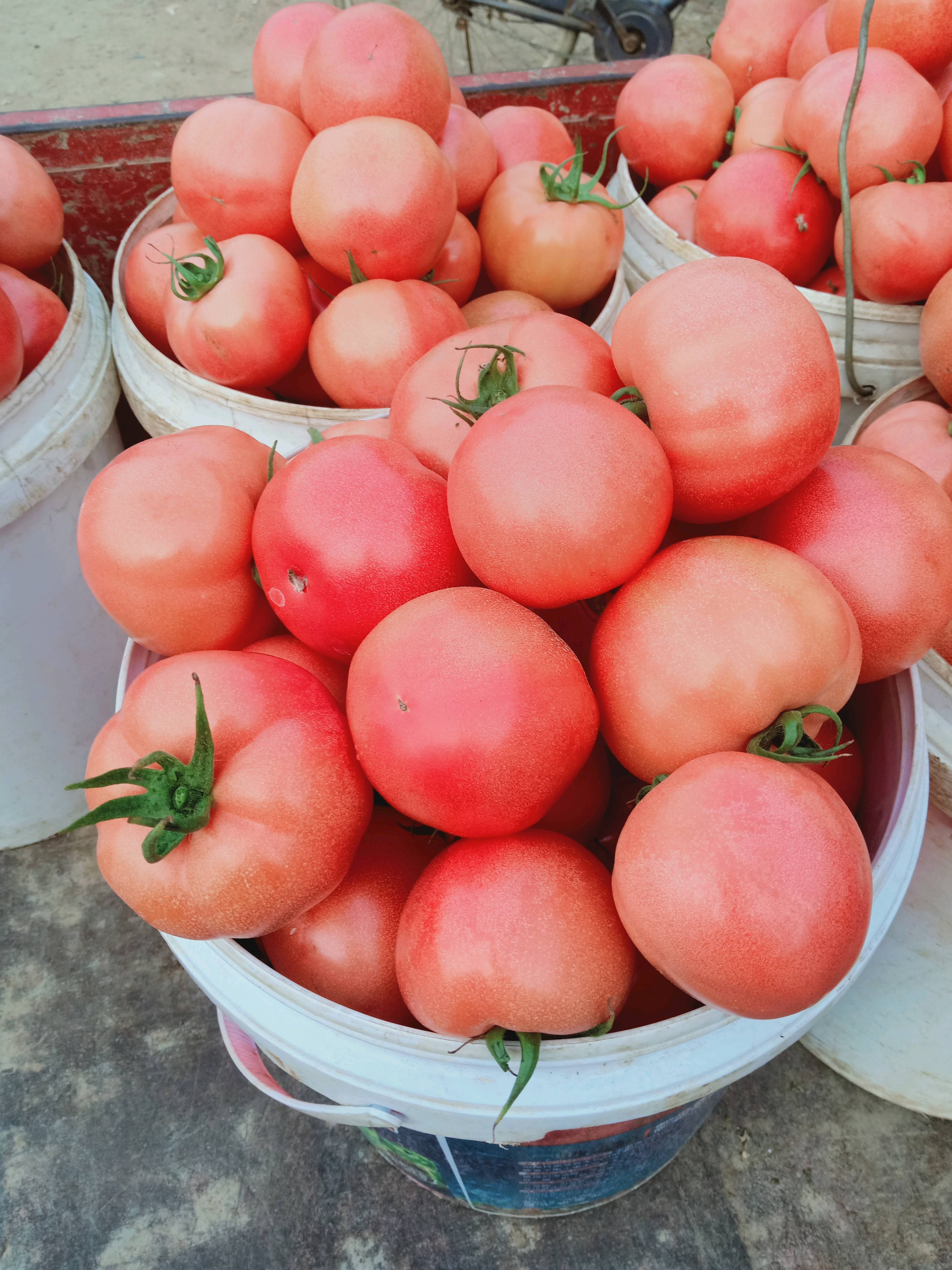 硬粉西红柿价格便宜，弧三以上质量包证1585492...
