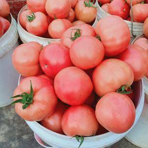 硬粉西红柿价格便宜，弧三以上质量包证15854924782微信同号