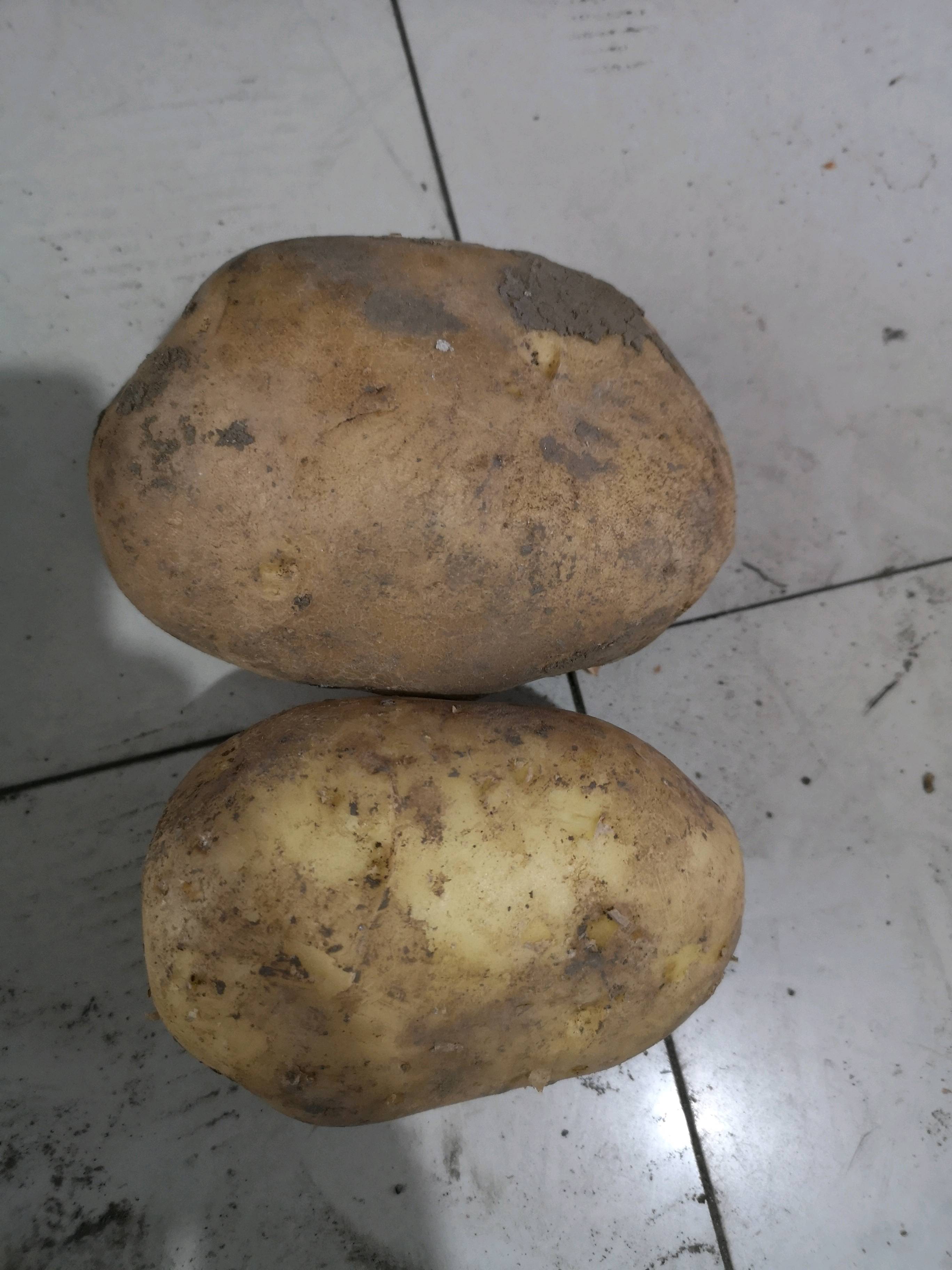 黑龙江牡丹江尤金885土豆三两通天货翻包货，上车价0.6...