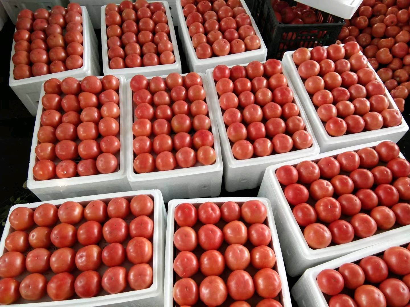 硬粉西红柿大量上市。价格便宜。货量大。颜色红硬度高
