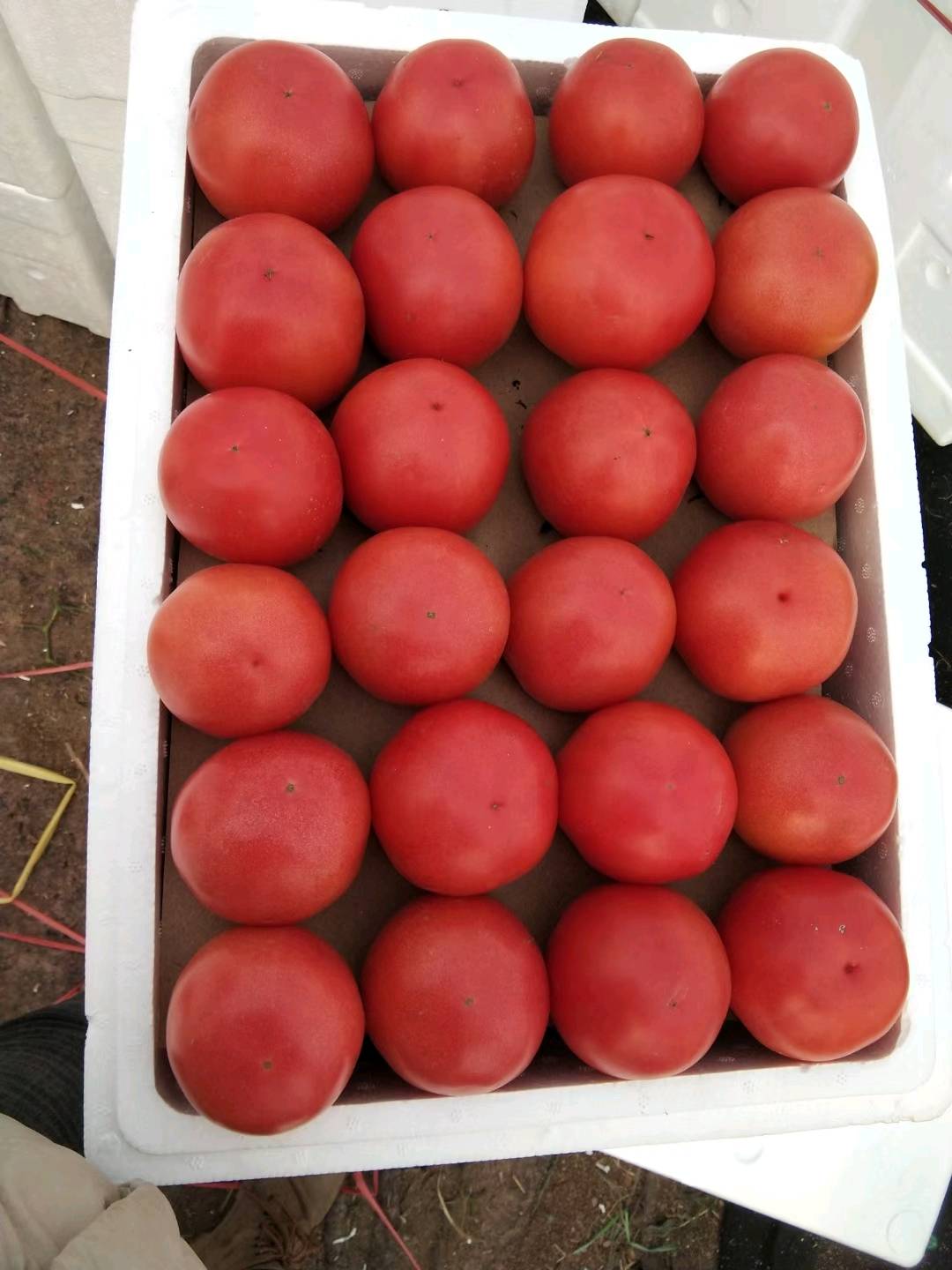 硬粉西红柿大量上市。价格便宜。货量大。颜色红硬度高