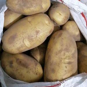 山东优质土豆，产地直销质量保证价格便宜需要的老板联系18...