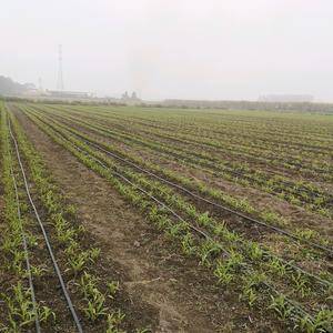 甜糯玉米鲜棒，生态种植，预计2021-3采摘上市，地头供...