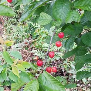出售高品质量高甜度的开春第一果，玛瑙红樱桃，从不施化肥及...