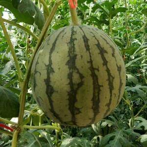 品种名： 珍珠红西瓜
单颗重： 2—3.5斤
成熟度...