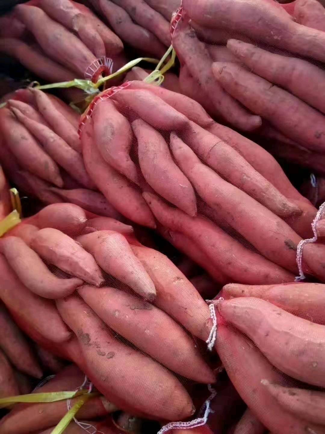 西瓜红红薯大量供应中电话15265199952货源充足价格便宜支持全国发货质量保证，丘陵沙地，口感脆甜可口，电商社区团购一件代发。欢迎咨询。