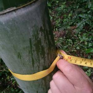 大量各种规格楠竹，15，16米长。☎️：15870504256