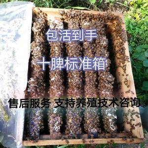 中华蜜蜂 土蜂 蜜蜂活体