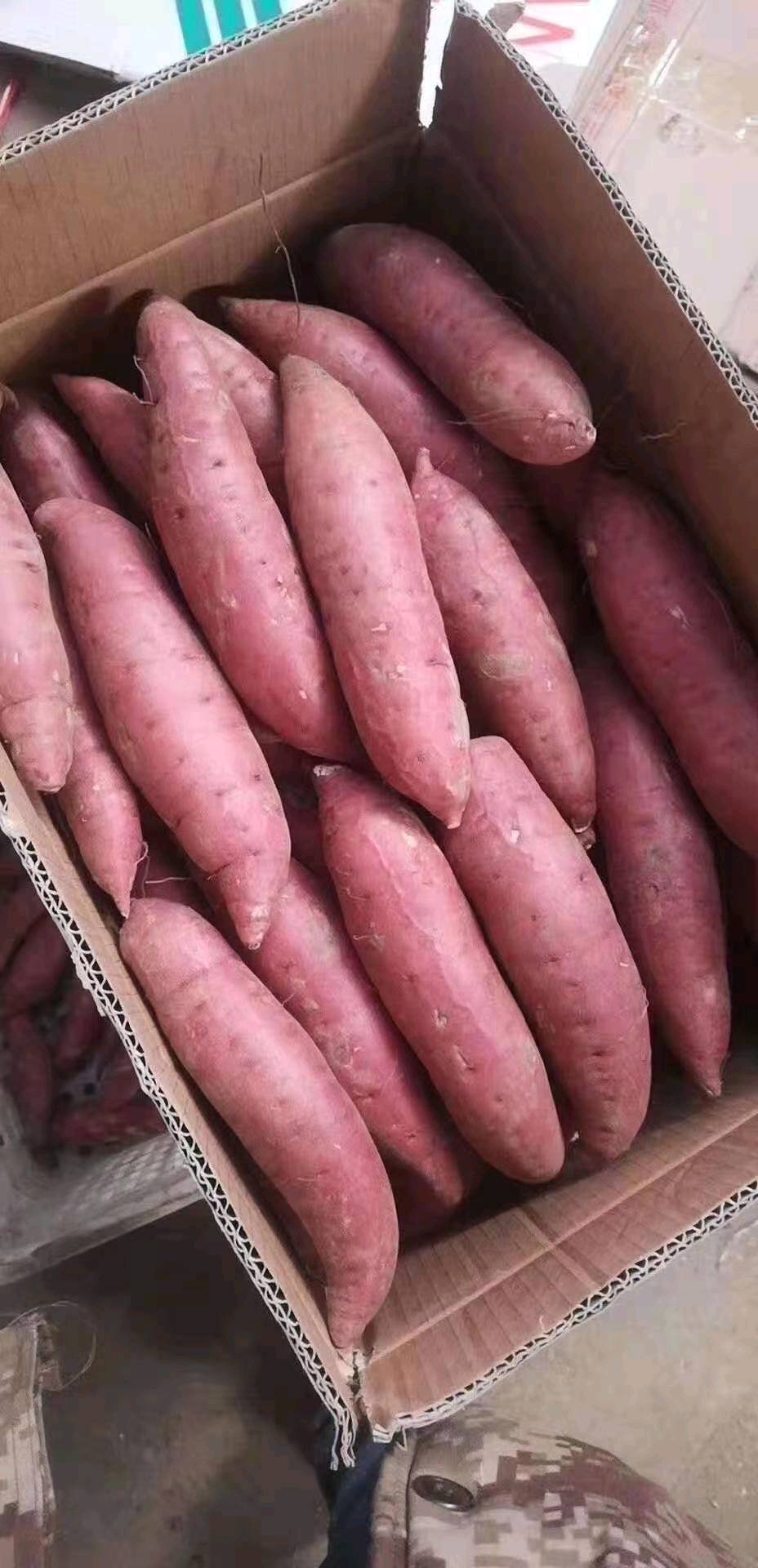 15265199952大量供应西瓜红红薯常年供应中...