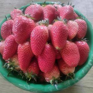樟姬奶油草莓大量上市供应欢迎合作商共赢，现有30多亩地草...