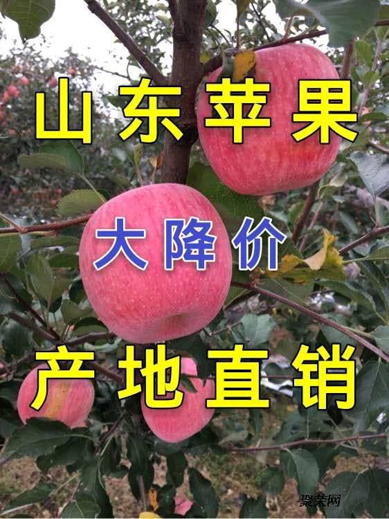 山东红富士苹果便宜了，纸袋，膜袋，纸夹膜苹果大量供应，小...
