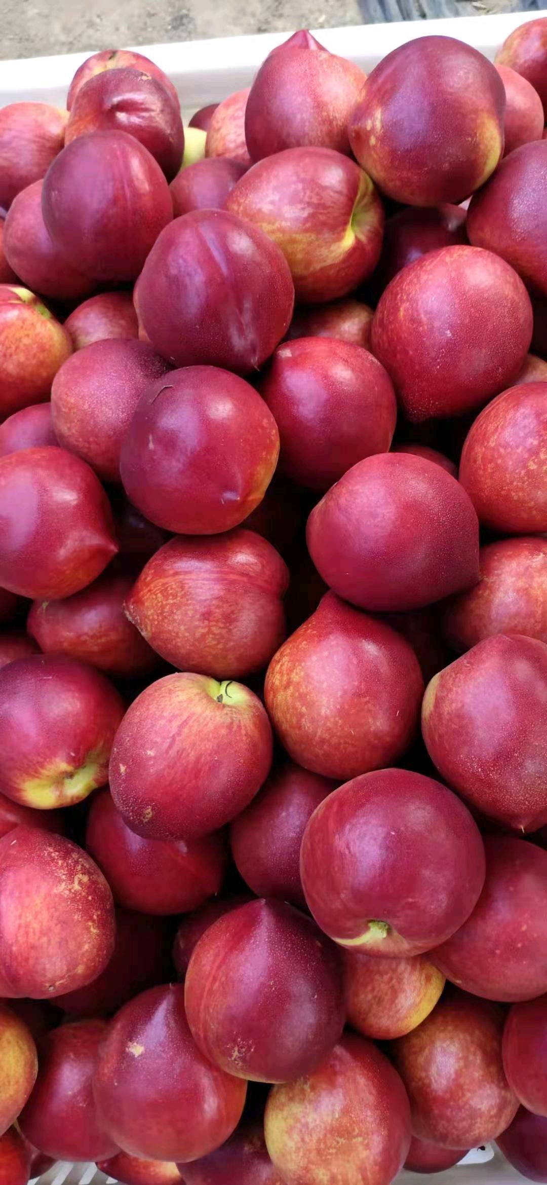 美八苹果质量保证，甜度高，颜色好，价格便宜