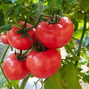 大棚西红柿生产基地收购商联系电话号码1808205877...