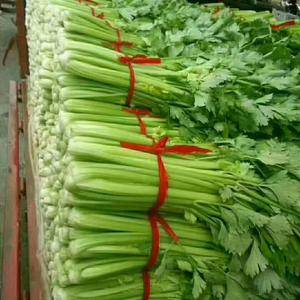 河北邯郸蔬菜产地市场，精品芹菜，货源充足，蔬菜品种多，13131091615