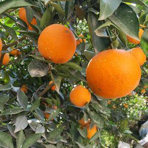 中果脐橙之乡，秭归脐橙，一年四季有鲜橙，支持一件代发和整...