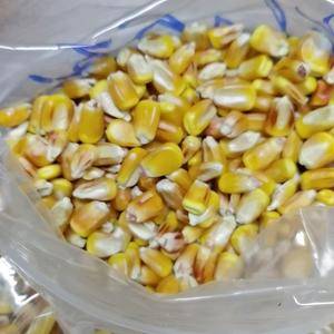 新疆干黄玉米粒