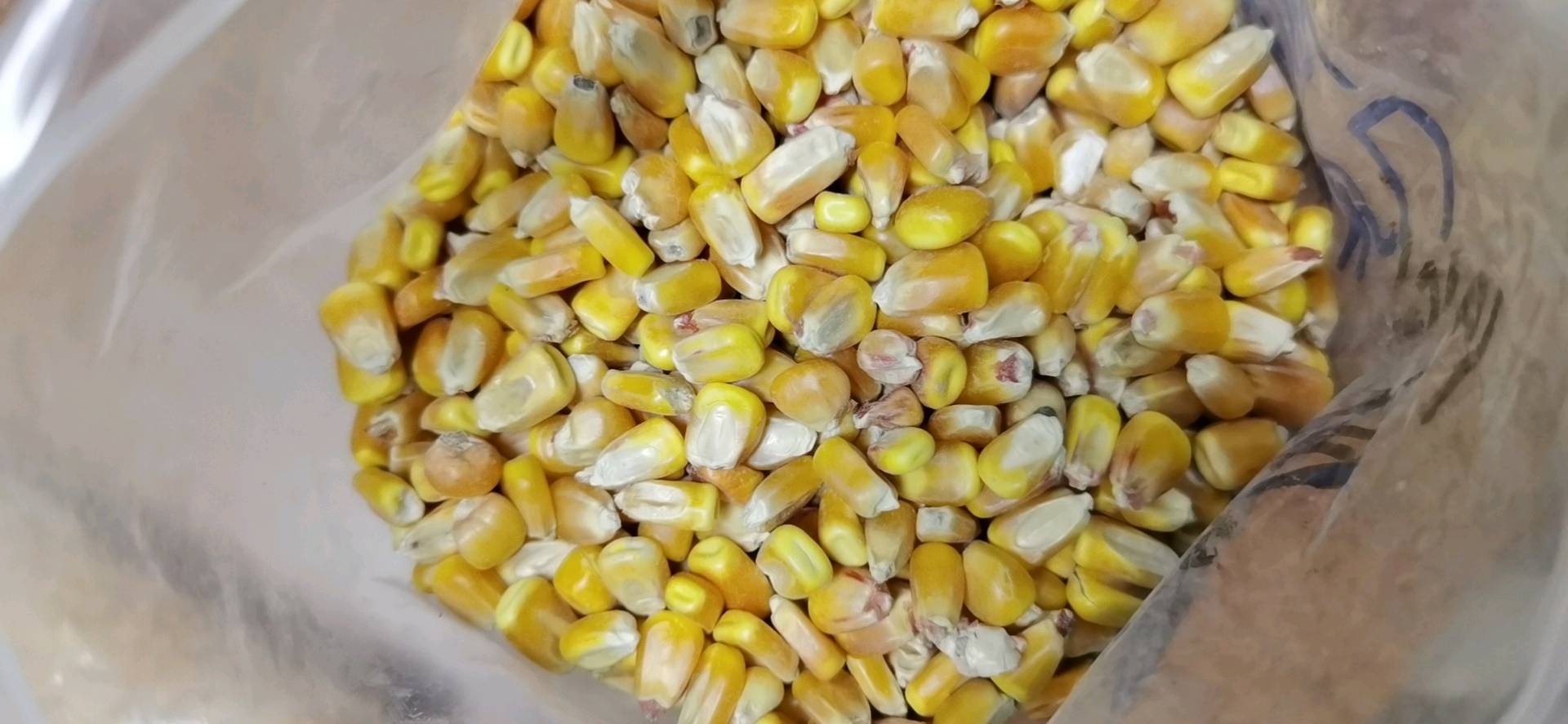 新疆干黄玉米粒